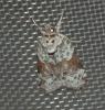 Nycteola siculana